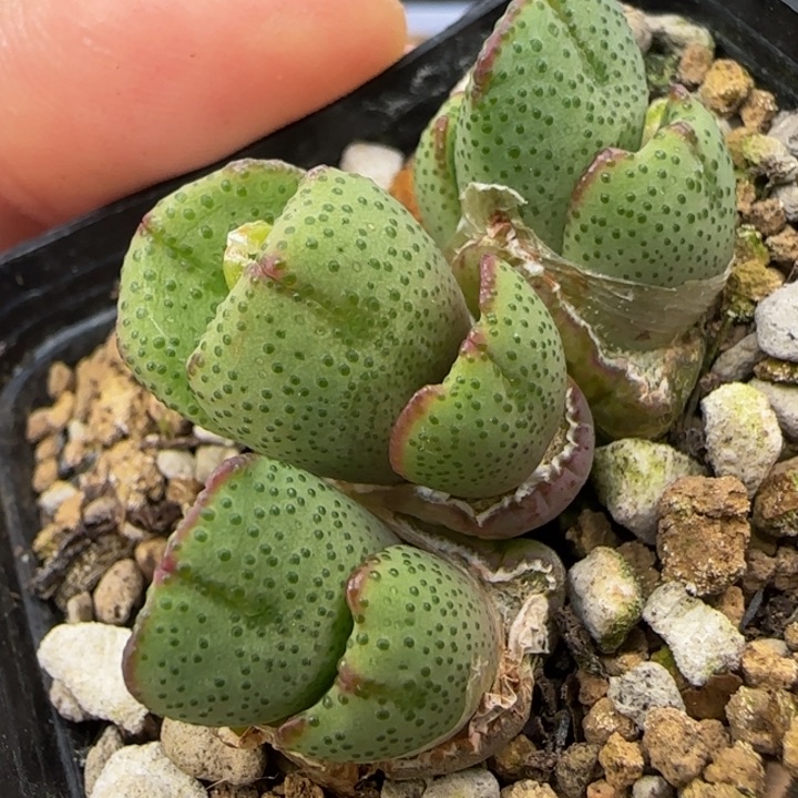 九头漂亮多肉植物774