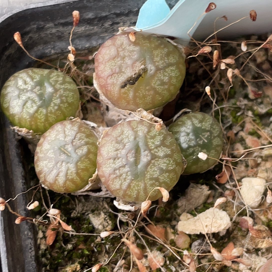 31-121送奶杂多肉植物