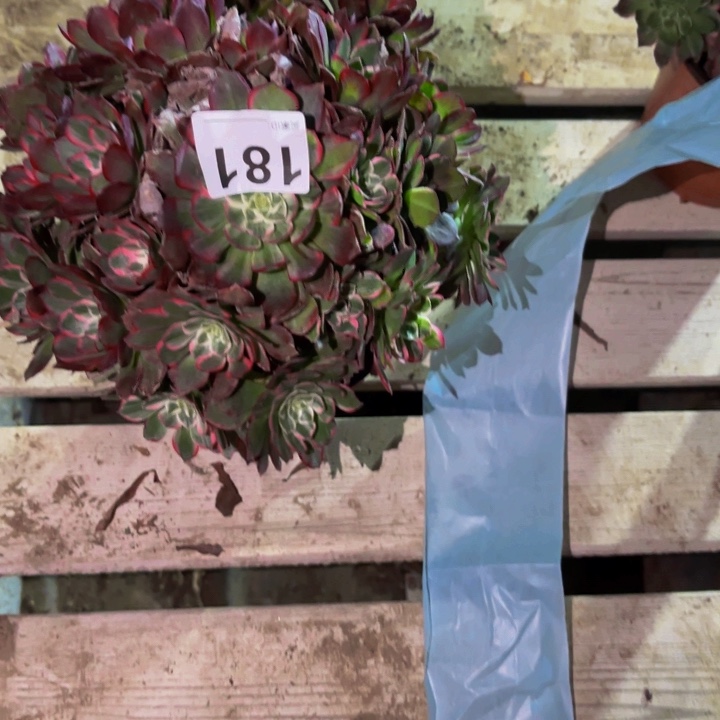 181粉海王多肉多肉植物不售后