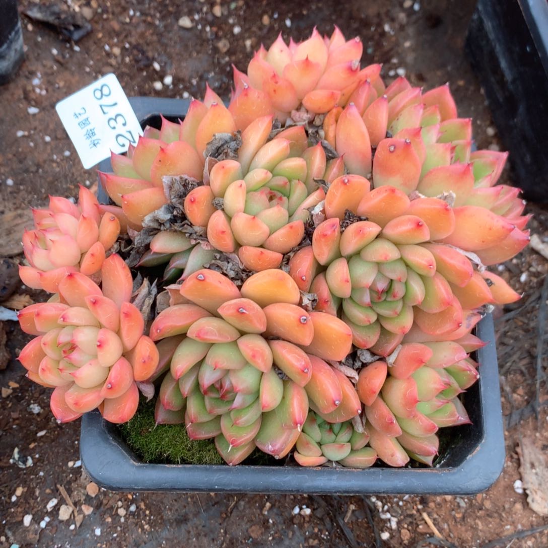 杨*惠2378不包整散掉头特价清