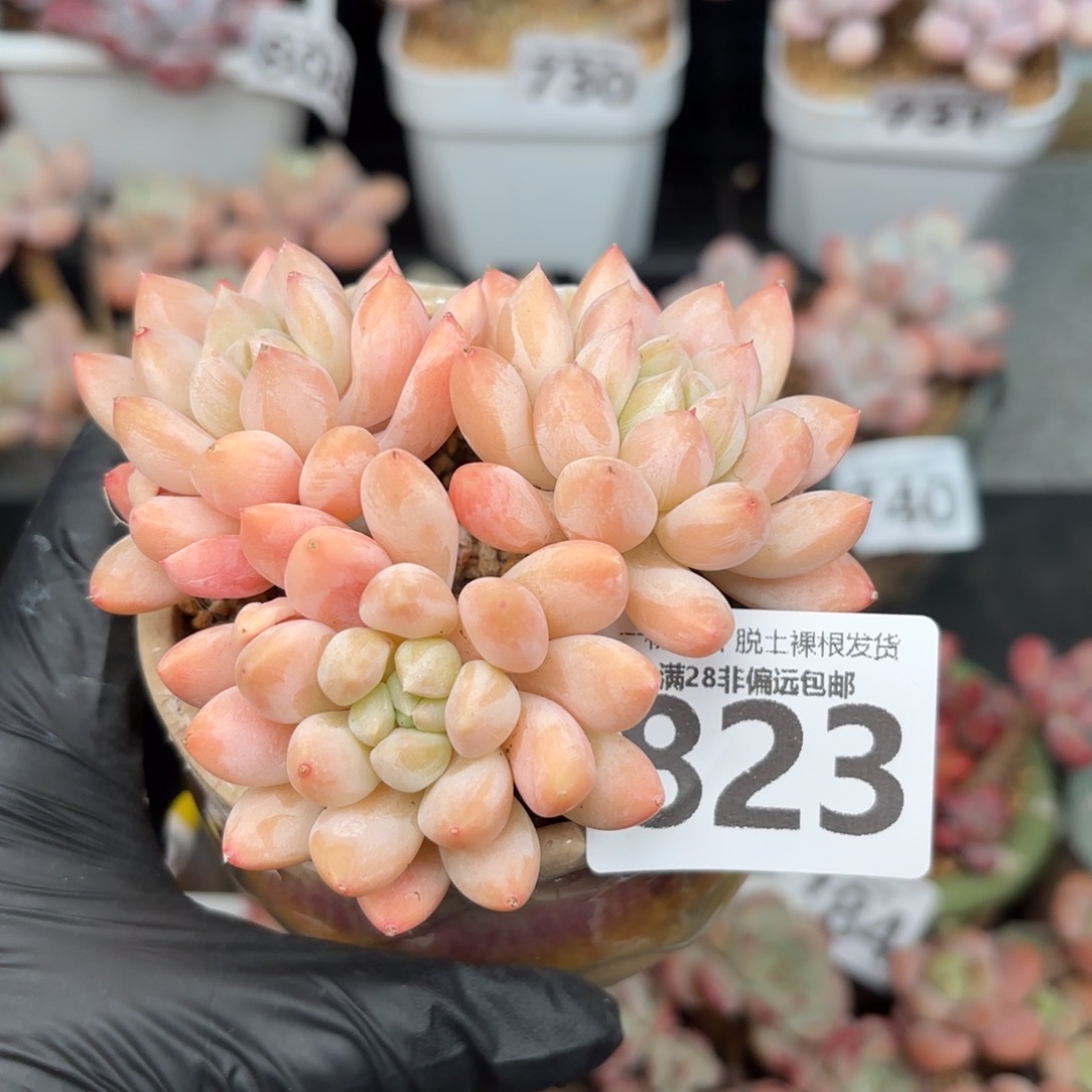 星空美人无盆土发货