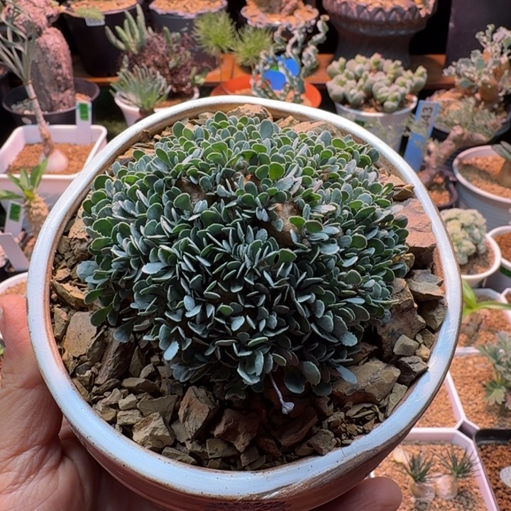 默***格加杂厚墩菊666 仙人球