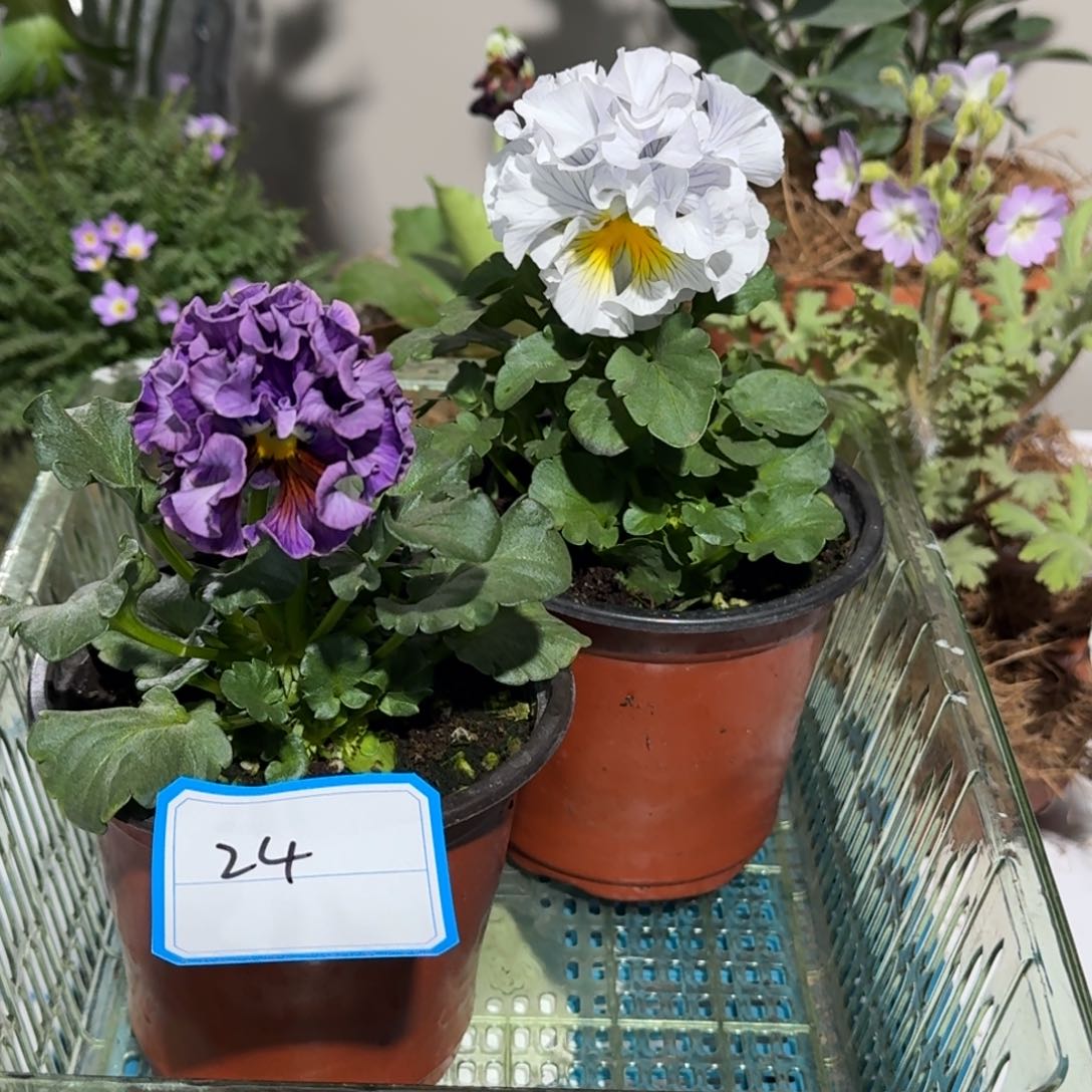 角堇        24号两盆礼服