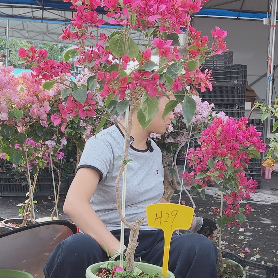 大***店大部分花苞少量开放H29甜心