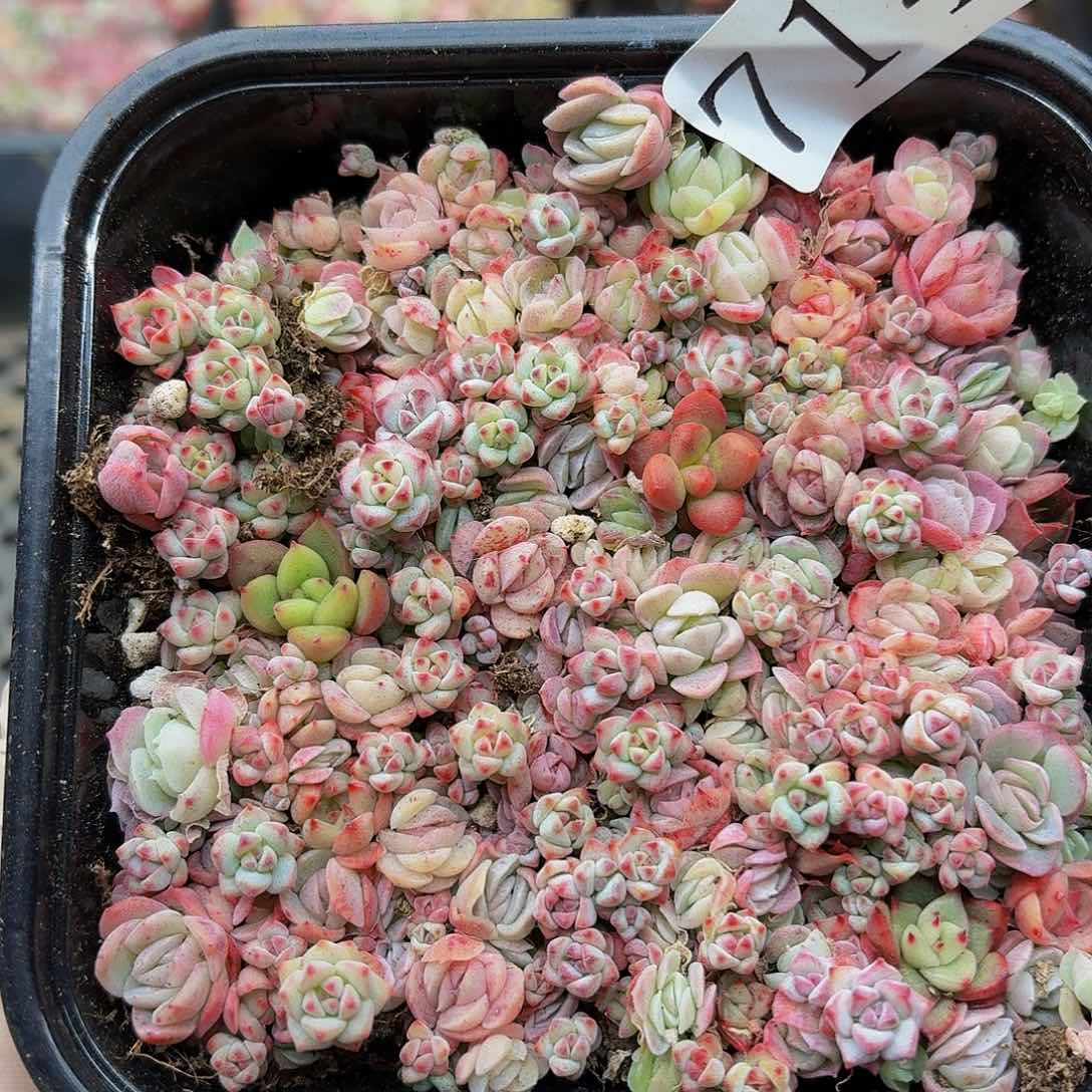 多肉植物多肉植物714