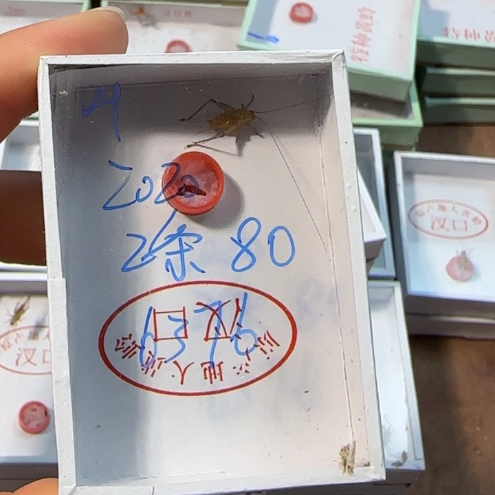 W***0蟋蟀蝈蝈我在外面吃饭呢