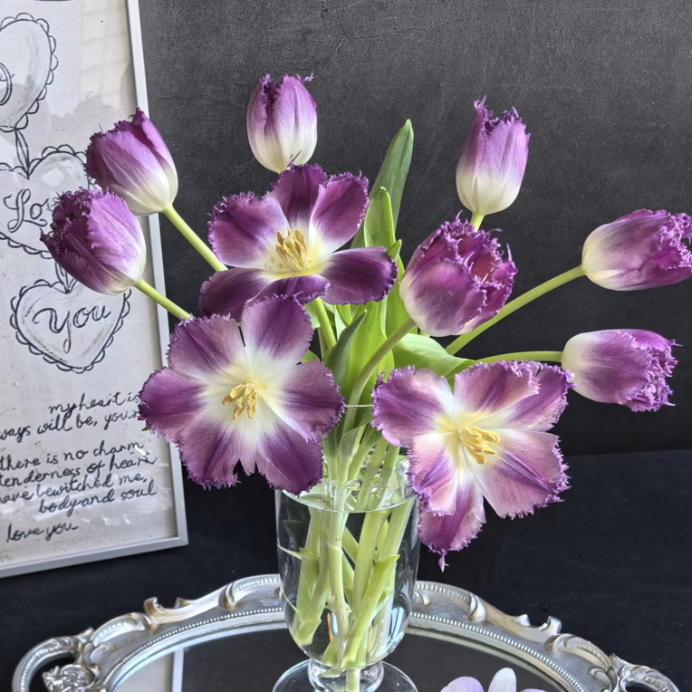 【美杜莎郁金香】郁金香需手动开花，0度以下必拍保温棉！