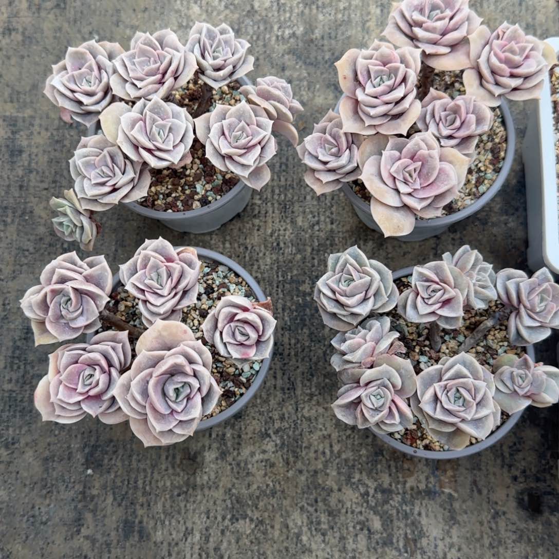 北遇一物一拍68包邮