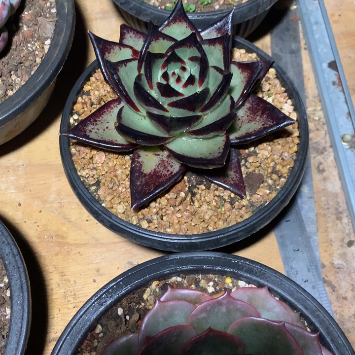 美肉特价活动开始啦