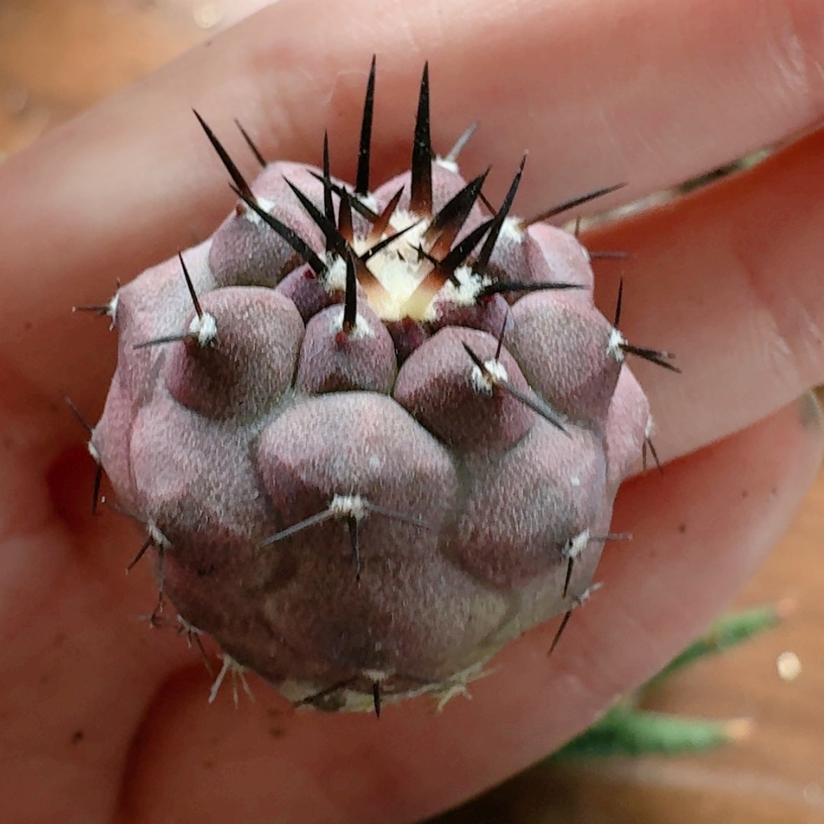 【闪购商品】实生黑王丸哈哈哈