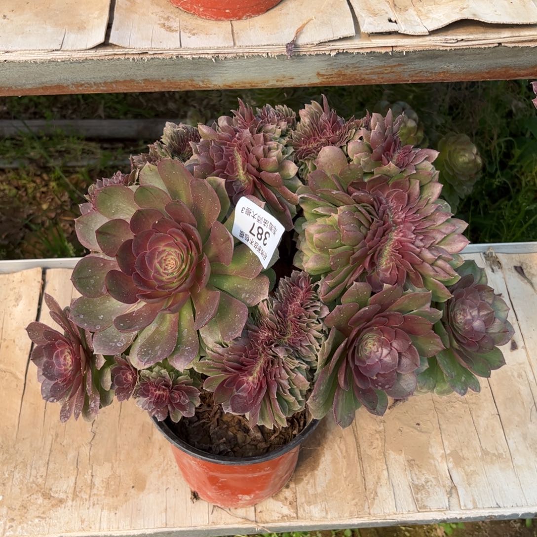 387万圣节缀化多肉植物法师