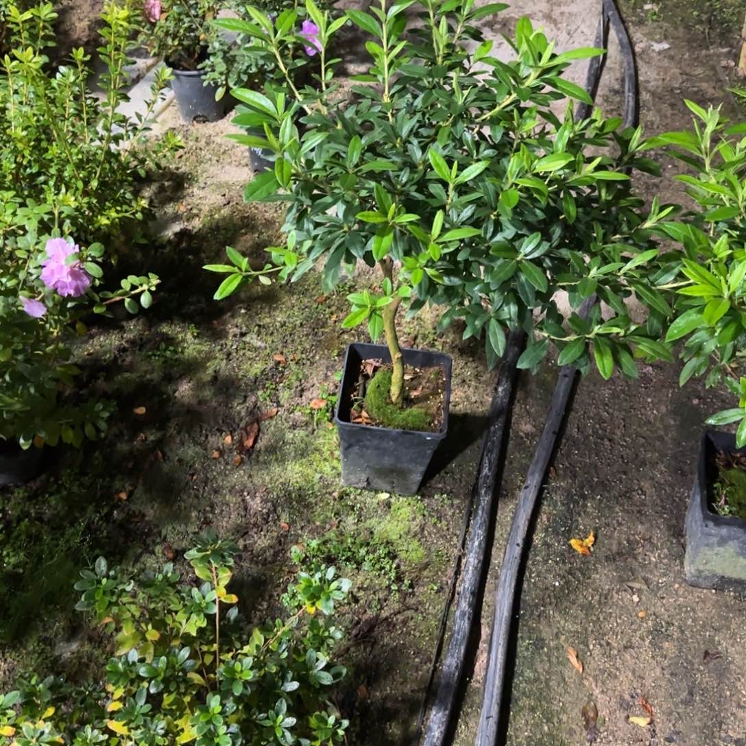 懒***゛完全开放千重大粉