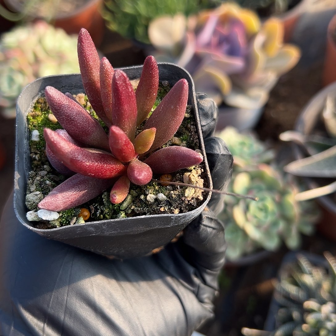 多肉植物玛丽安水泡