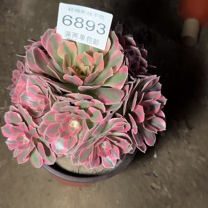 6893女妖多肉植物