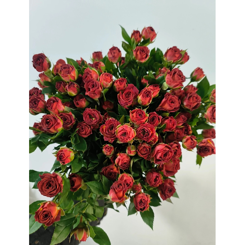 【巧克力泡泡】多头玫瑰 收到需醒花 云南鲜花批发基地