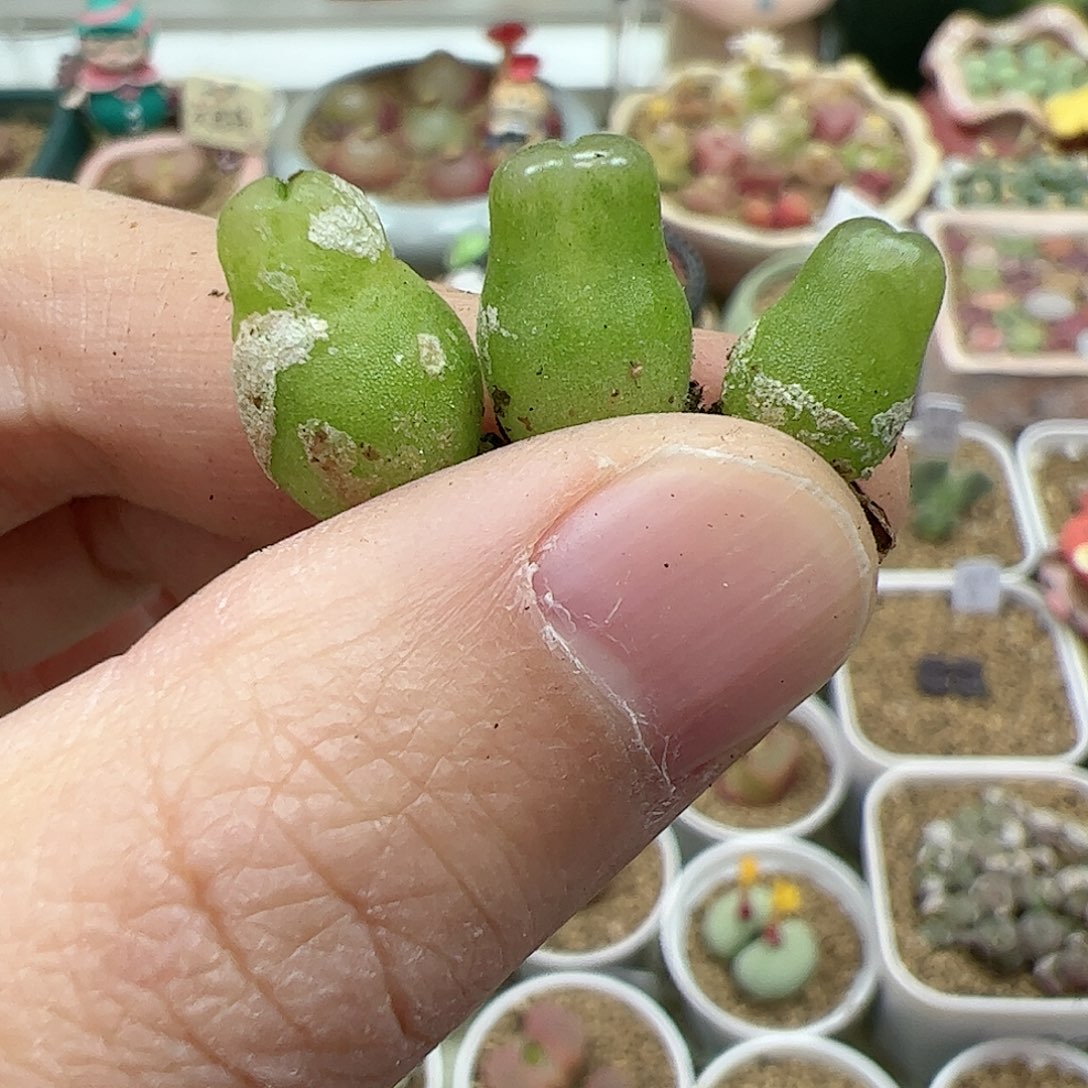 【闪购商品】182 雪茄