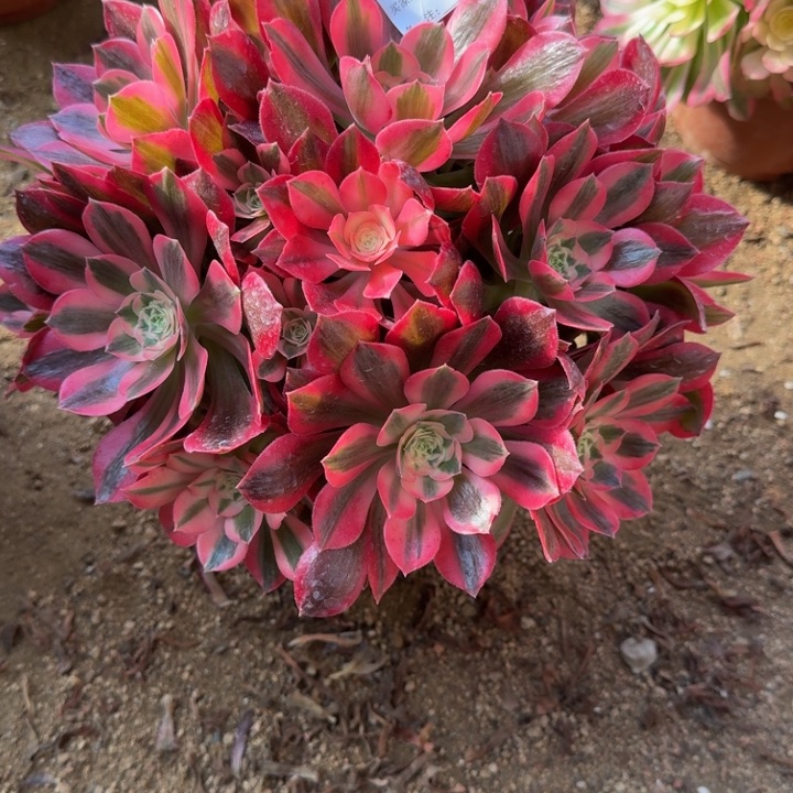 红陶猪**妈粉女郎854多肉