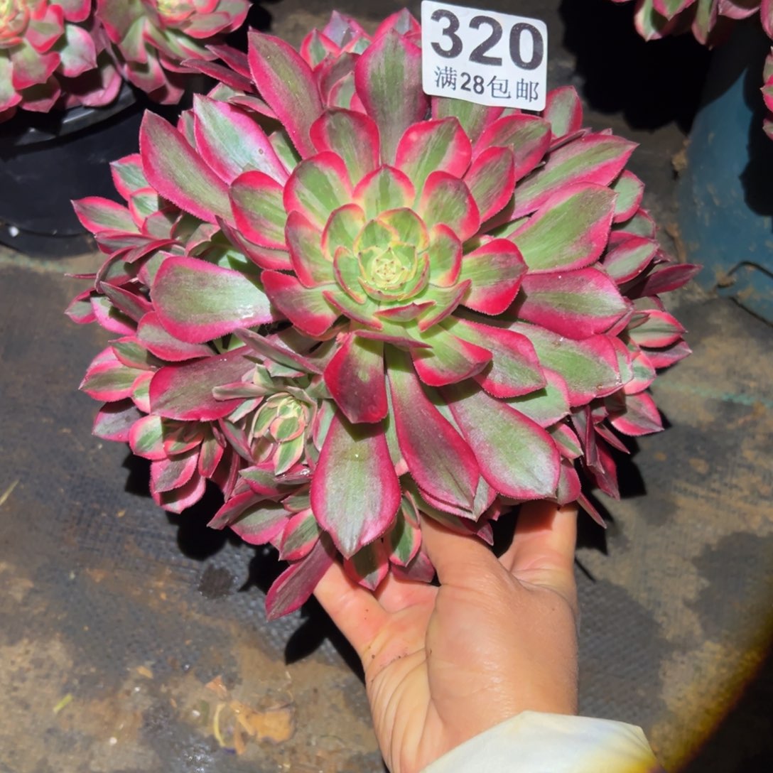 ****年多肉植物320赤子心