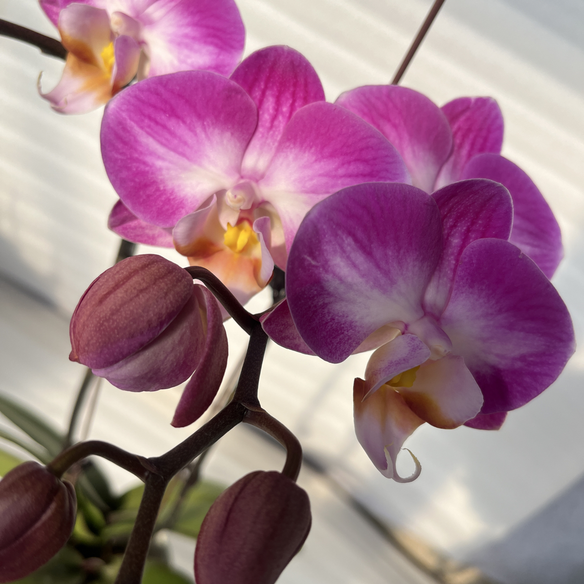 特价不售后【雪山飞狐】3.0寸 带花带花苞