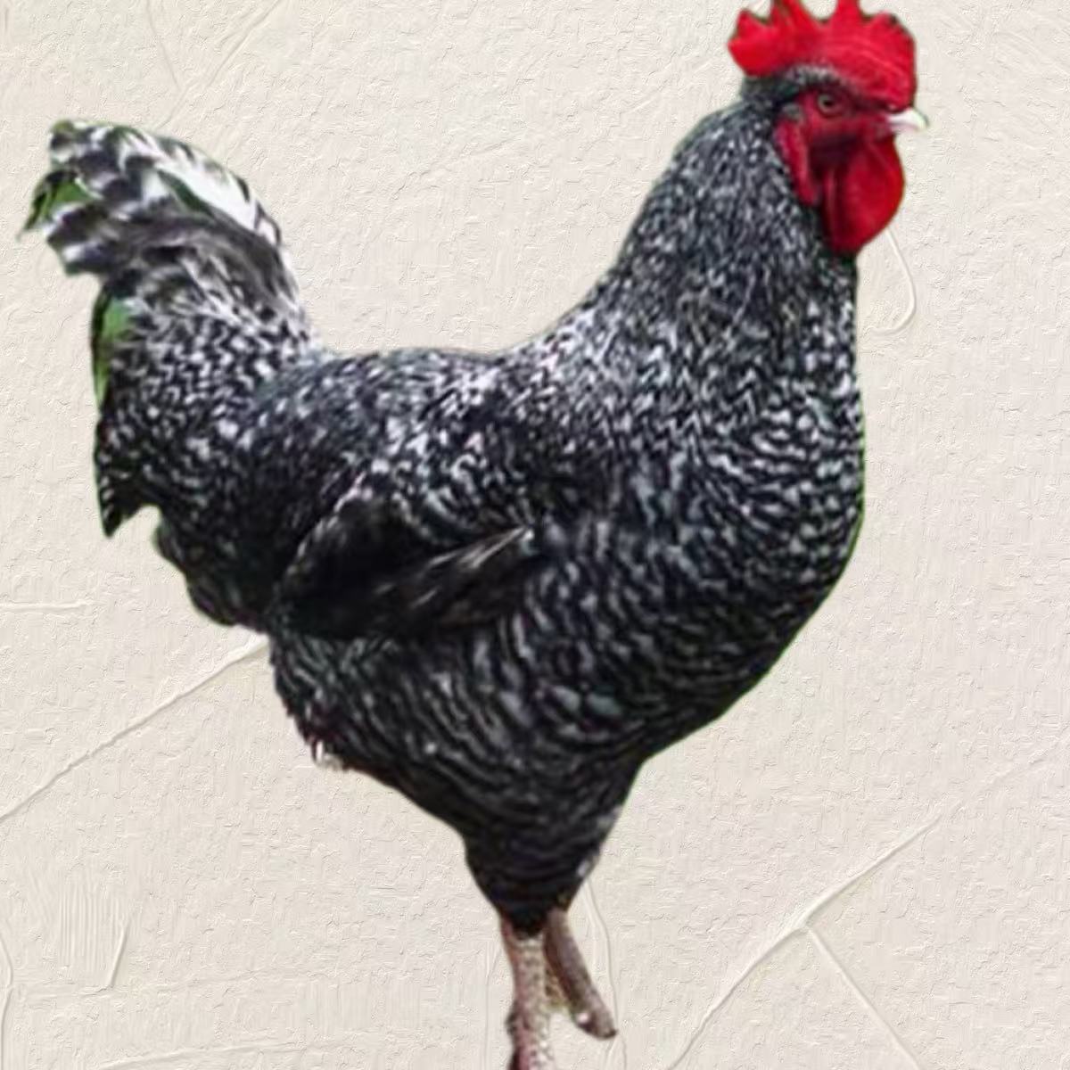 黑芦花整只10只肉质鲜美