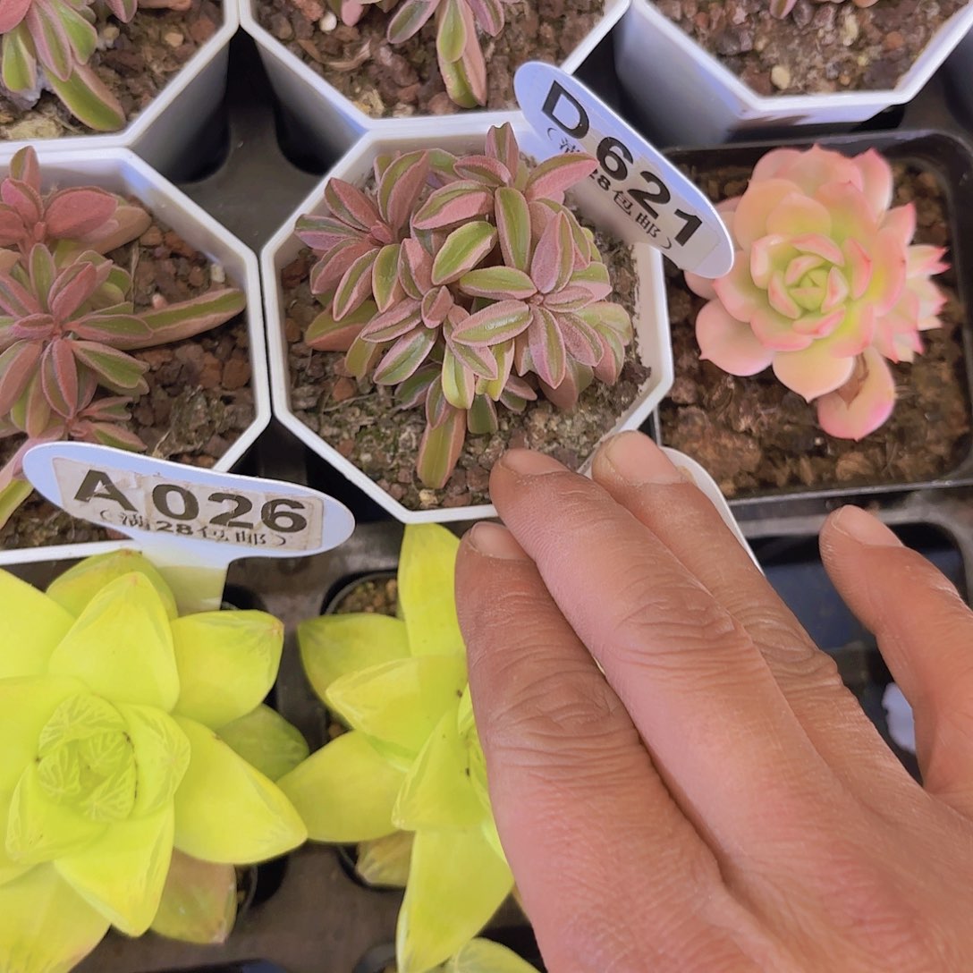 D621玛格丽特焦草一物一拍