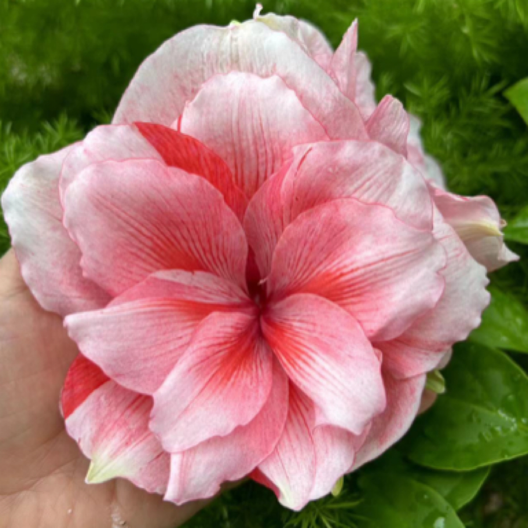 【草草花园】   粉红海盗  朱顶红  尺寸1+
