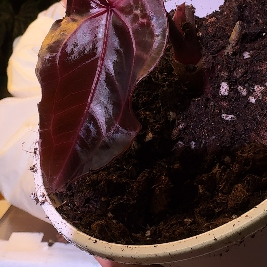 不开花植物W69极致紫水晶杂红水晶