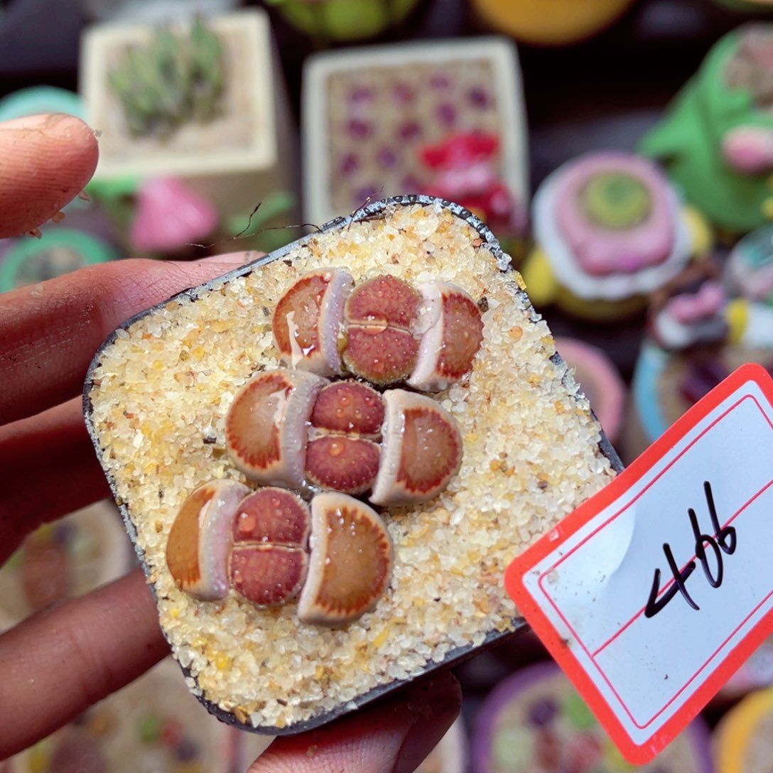 466生石花带盆发