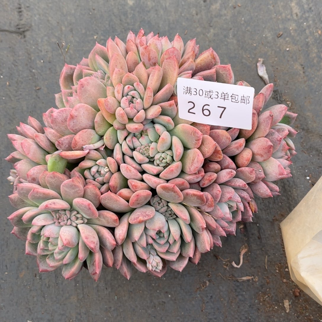 267霜花群多肉植物……