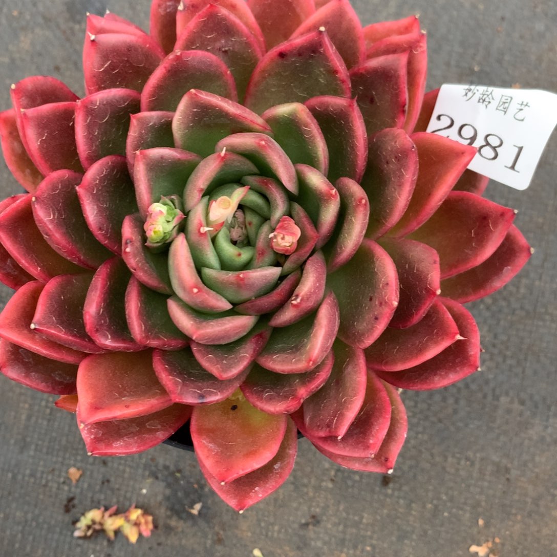 2981杂交多肉植物