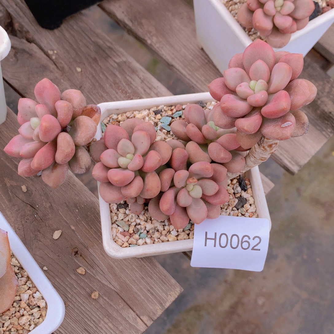 ❀***❀闪购多肉1棵先锋派多肉