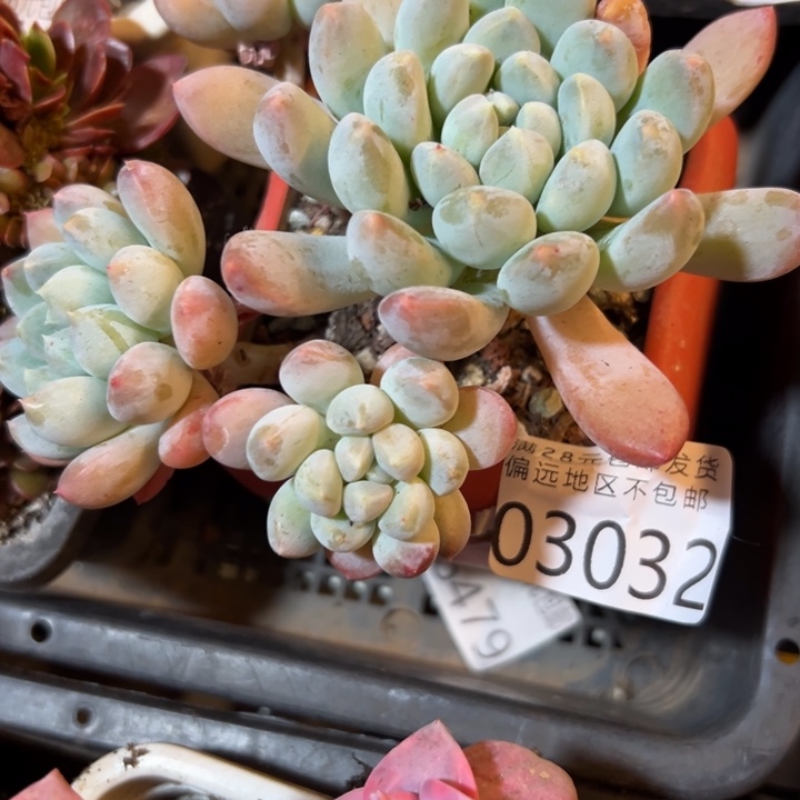 幸运的是我还没遇到你幸运