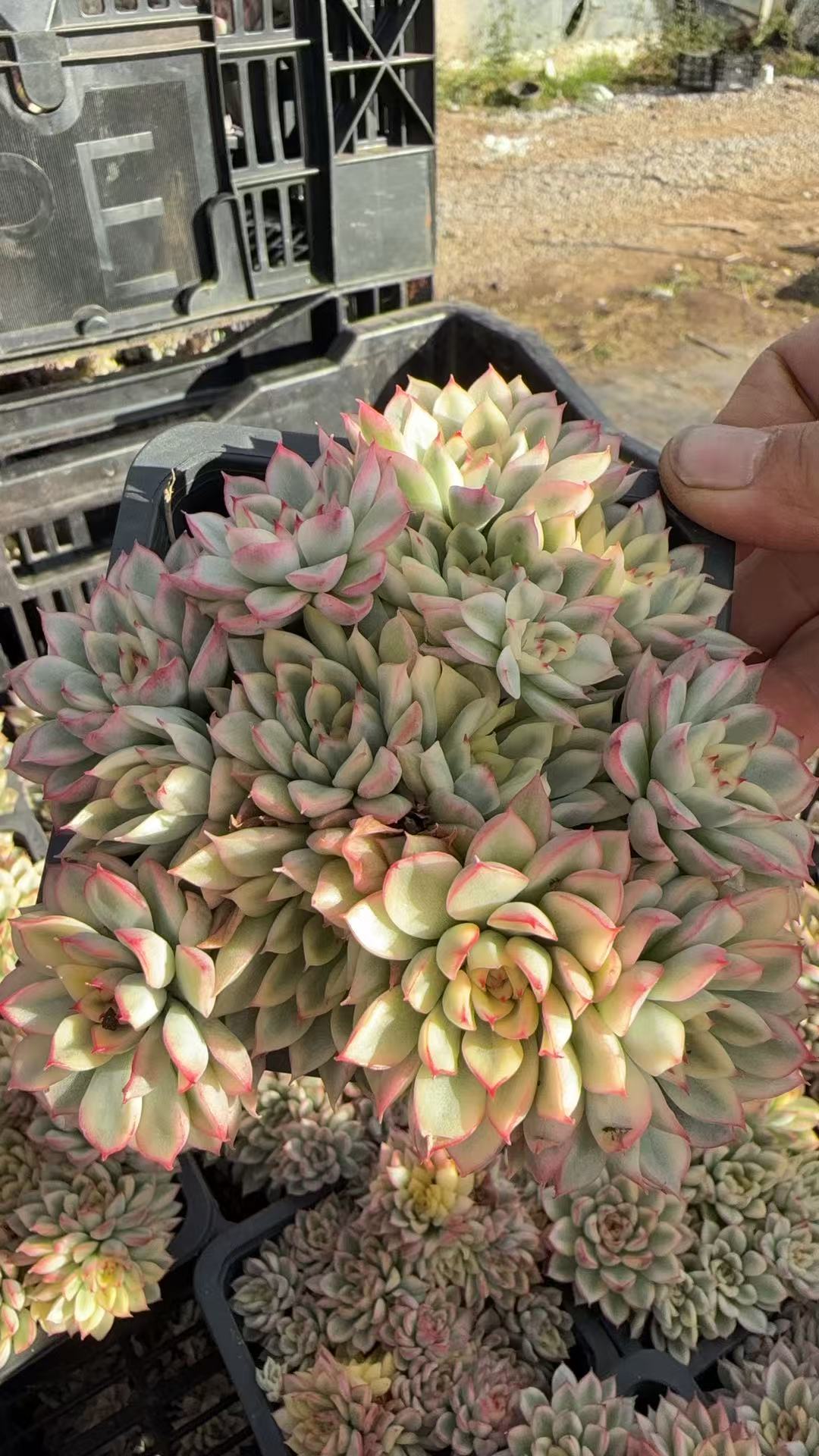 女雏锦九公分盆 多肉植物满两单包邮