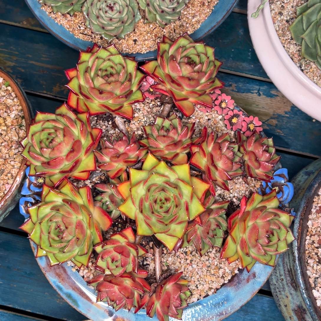 从前慢多肉精选编号0730.555555