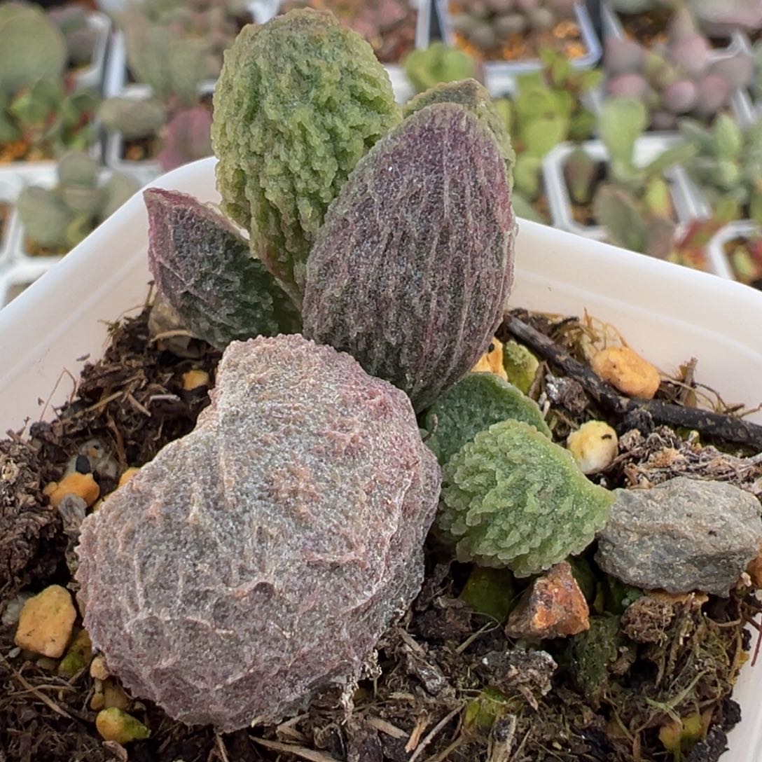 实生新品大苗多肉植物