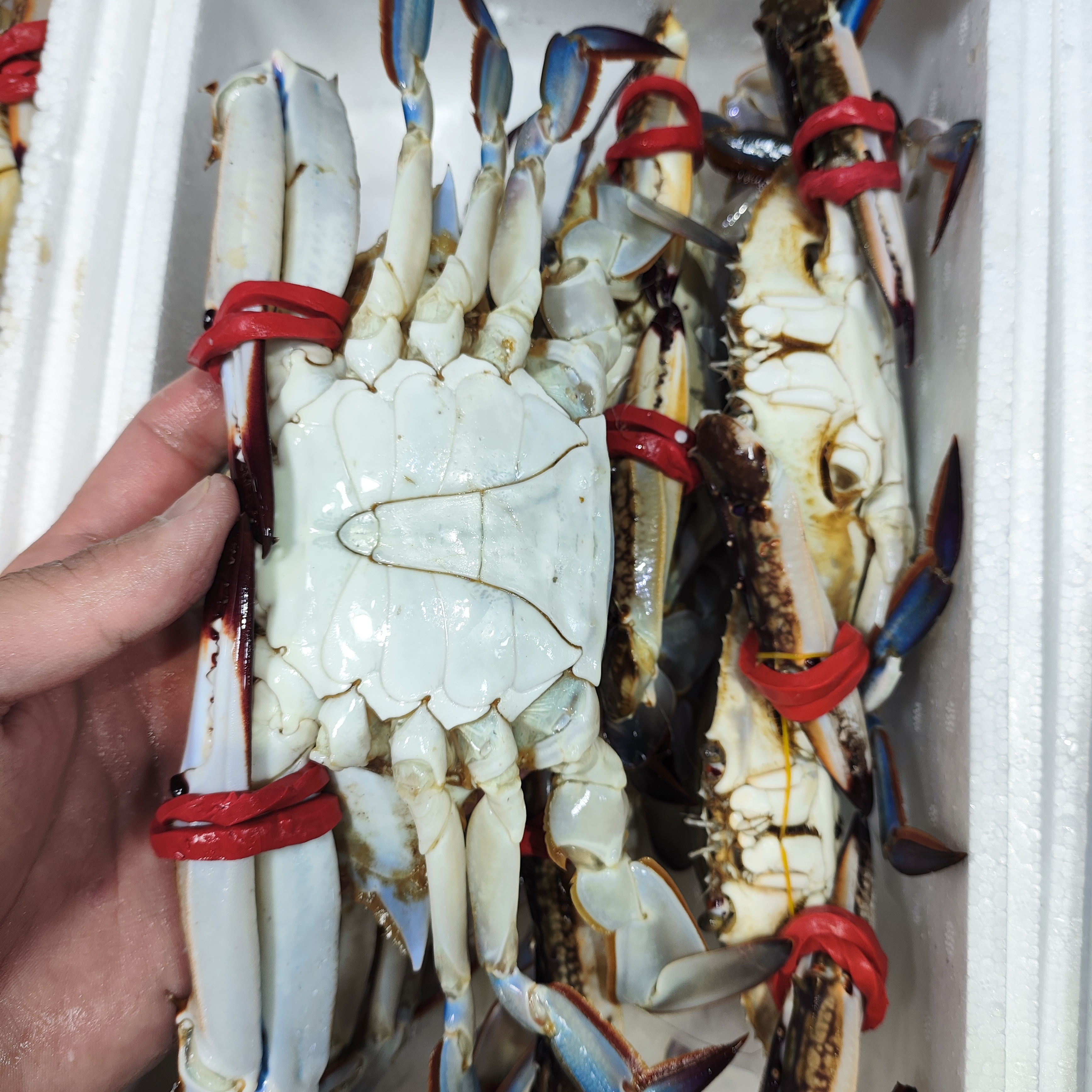 【保鲜不保活】牺牲梭子蟹3-7两一只 一斤3-4只 斤数可选