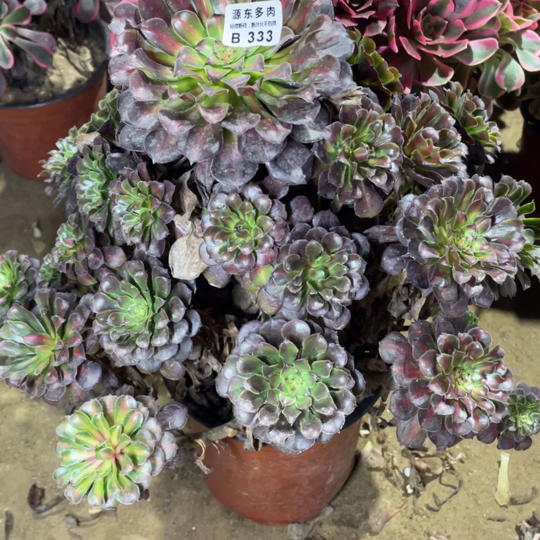 333红铜壶多肉法师断枝不包