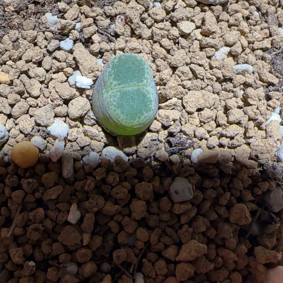 肉锥多肉植物组合-胖虎879