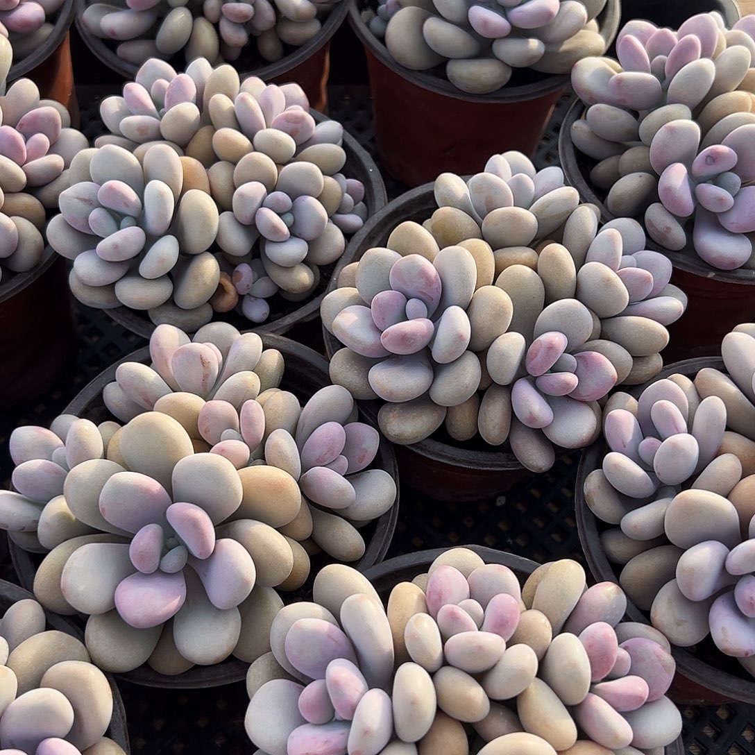 桃蛋15.8一颗0000