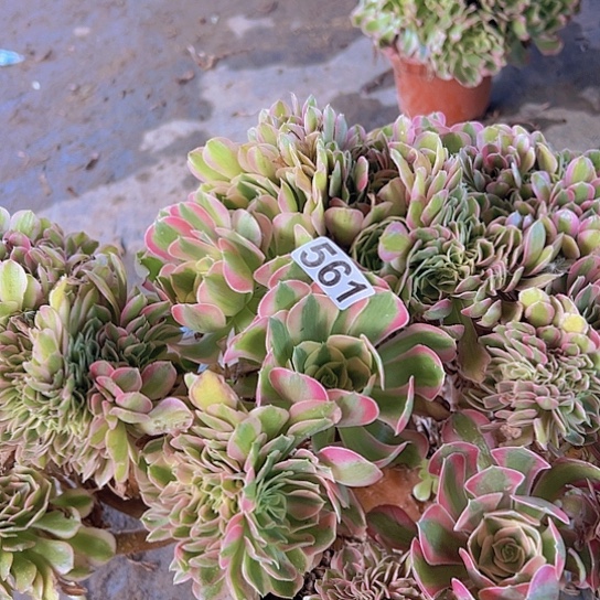 唐***多肉植物一个香非