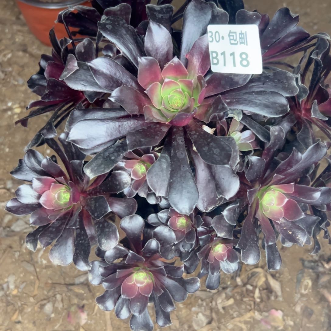 118 处理瑕疵多肉不包断枝