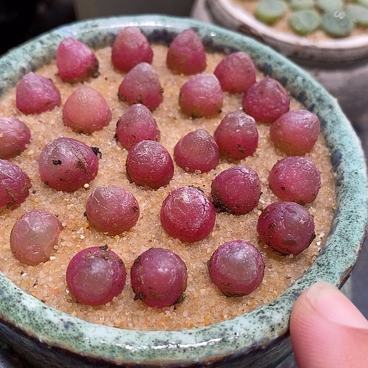 2500红灯泡样本一颗