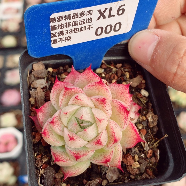 麦秆5.5cm多肉植物