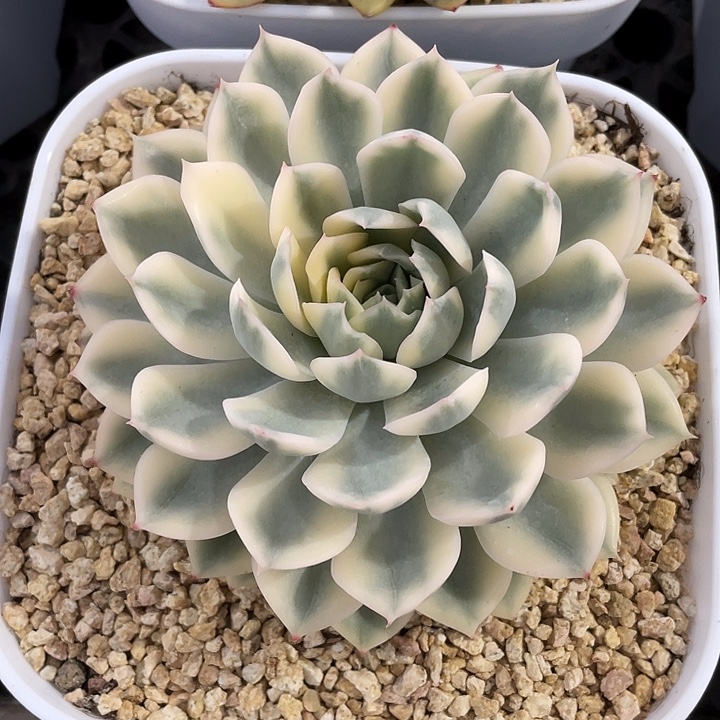 月亮仙子锦一物一拍