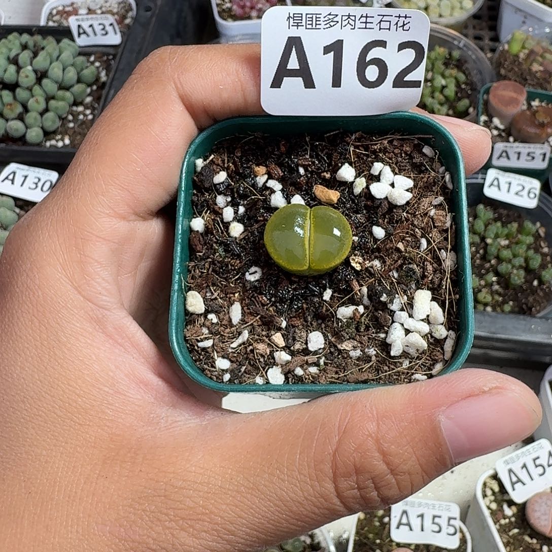 162多肉植物多肉植物