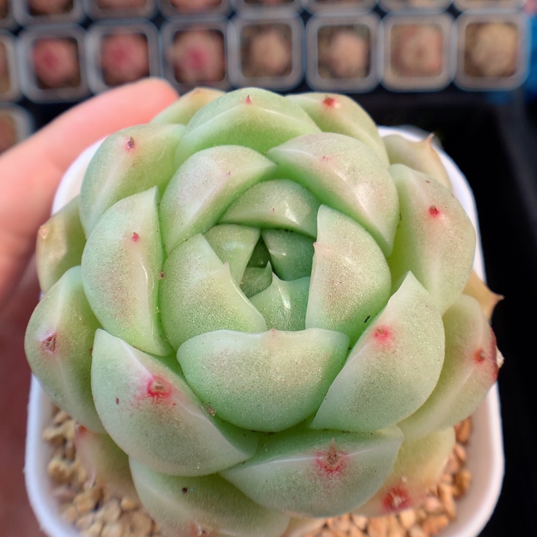 一物一拍精品多肉。麦秆42