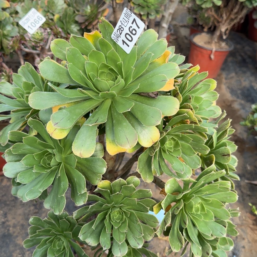 绿法师多肉1067满28包邮断枝不包