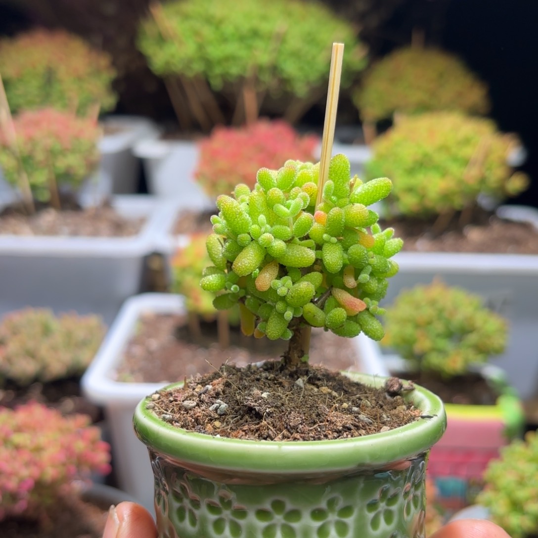 枝干番杏金桔带盆D299