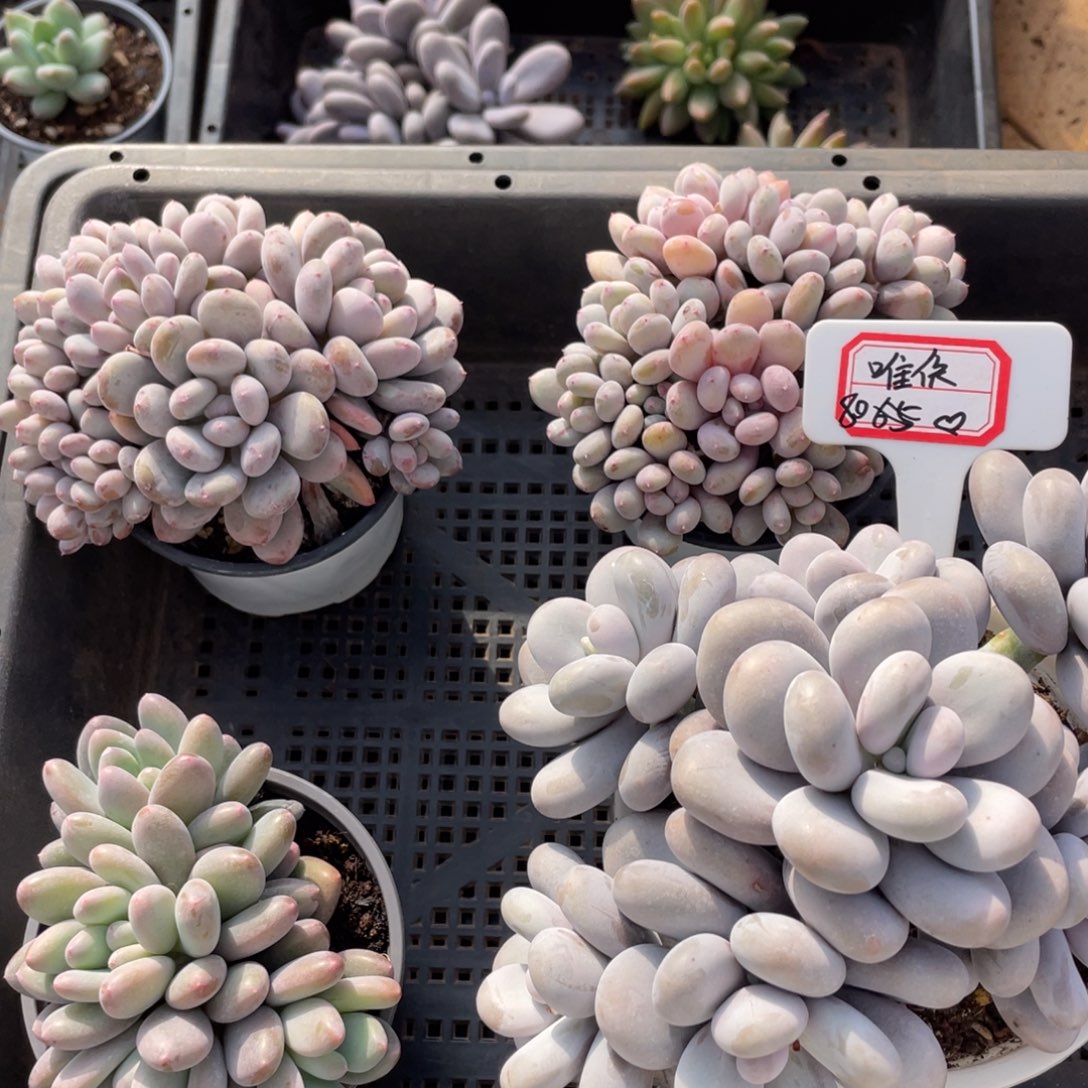 唯***依唯依80、                