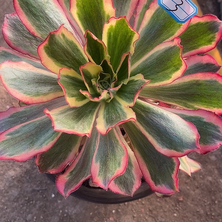 3魅影法师多肉手捧